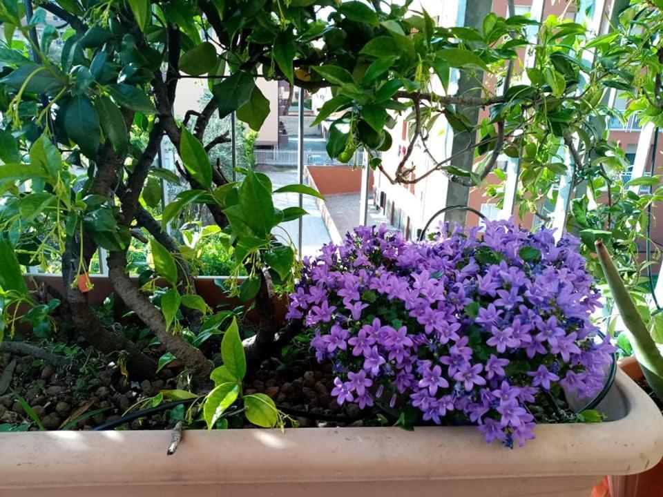 Appartamento Con Terrazzo A גורגונזולה מראה חיצוני תמונה